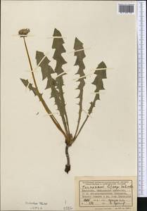 Taraxacum afghanicum Soest, Средняя Азия и Казахстан, Копетдаг, Бадхыз, Малый и Большой Балхан (M1) (Туркмения)