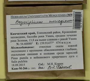 Bryoxiphium norvegicum (Brid.) Mitt., Гербарий мохообразных, Мхи - Чукотка и Камчатка (B21) (Россия)
