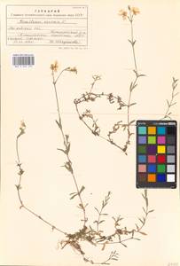 Ясколка полевая L., Восточная Европа, Московская область и Москва (E4a) (Россия)