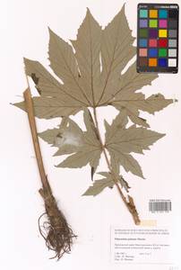 Filipendula digitata (Willd.) Bergmans, Сибирь, Дальний Восток (S6) (Россия)