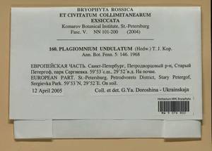 Plagiomnium undulatum (Hedw.) T.J. Kop., Гербарий мохообразных, Мхи - Карелия, Ленинградская и Мурманская области (B4) (Россия)