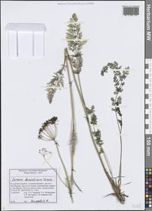 Тмин бурятский Turcz., Сибирь, Прибайкалье и Забайкалье (S4) (Россия)