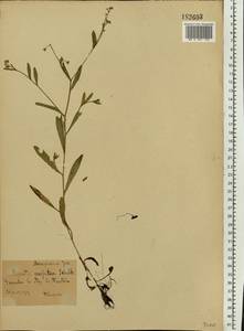 Незабудка рыхлая Lehm., Восточная Европа, Центральный лесостепной район (E6) (Россия)