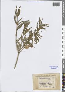 Бересклет низкий M. Bieb., Средняя Азия и Казахстан, Западный Тянь-Шань и Каратау (M3) (Киргизия)