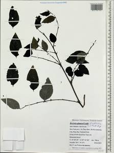 Breynia fruticosa (L.) Müll.Arg., Зарубежная Азия (ASIA) (Вьетнам)