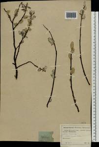 Ива лопарская L., Восточная Европа, Московская область и Москва (E4a) (Россия)