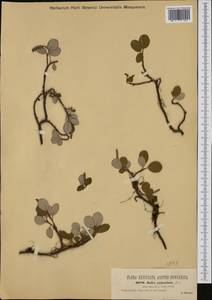 Ива сетчатая L., Западная Европа (EUR) (Австрия)