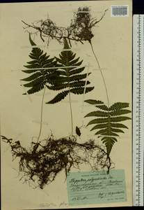 Фегоптерис связывающий, Буковник обыкновенный (Michx.) Watt, Восточная Европа, Западно-Украинский район (E13) (Украина)