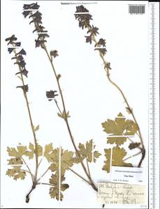 Живокость илийская Huth, Средняя Азия и Казахстан, Северный и Центральный Тянь-Шань (M4) (Казахстан)