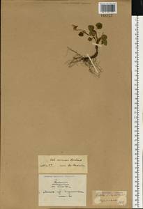 Фиалка Ривиниуса Rchb., Восточная Европа, Белоруссия (E3a) (Белоруссия)