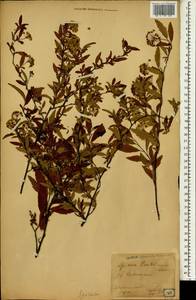 Spiraea cantoniensis Lour., Зарубежная Азия (ASIA) (Япония)