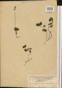 Грушанка зеленоцветковая Sw., Восточная Европа, Волжско-Камский район (E7) (Россия)