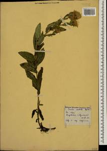 Pentanema asperum (Poir.) G. V. Boiko & Korniy., Кавказ, Армения (K5) (Армения)