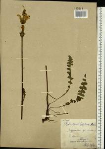 Мытник скипетровидный L., Восточная Европа, Северный район (E1) (Россия)