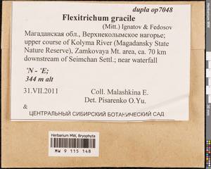 Flexitrichum gracile (Mitt.) Ignatov & Fedosov, Гербарий мохообразных, Мхи - Чукотка и Камчатка (B21) (Россия)