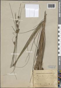 Осока волосистоплодная Ehrh., Восточная Европа, Северный район (E1) (Россия)