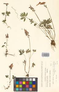 Corydalis arctica subsp. arctica, Сибирь, Чукотка и Камчатка (S7) (Россия)