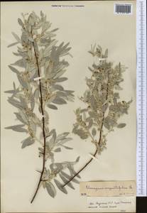 Лох узколистный, Лох обыкновенный L., Средняя Азия и Казахстан, Прикаспийский Устюрт и Северное Приаралье (M8) (Казахстан)