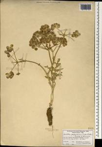 Leiotulus porphyrodiscus (Stapf & Wettst.) Pimenov & Ostr., Зарубежная Азия (ASIA) (Иран)