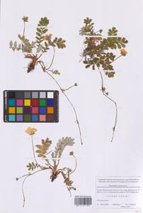 Аргентина гусиная, Лапчатка гусиная, Восточная Европа, Московская область и Москва (E4a) (Россия)