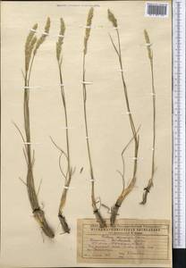 Koeleria macrantha subsp. macrantha, Средняя Азия и Казахстан, Прикаспийский Устюрт и Северное Приаралье (M8) (Казахстан)