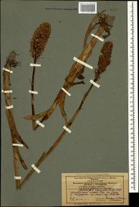 Анакамптис пирамидальный (L.) Rich., Кавказ, Азербайджан (K6) (Азербайджан)