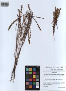 Очанка гребенчатая Ten., Сибирь, Алтай и Саяны (S2) (Россия)