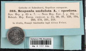 Scapania undulata (L.) Dumort., Гербарий мохообразных, Мхи - Западная Европа (BEu) (Швеция)