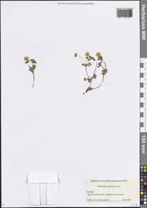 Potentilla thuringiaca subsp. goldbachii (Rupr.) Th.Wolf, Кавказ, Грузия (K4) (Грузия)