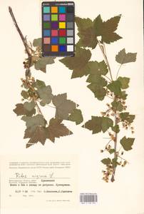 Смородина черная L., Восточная Европа, Нижневолжский район (E9) (Россия)