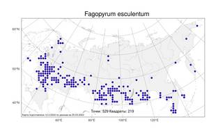 Fagopyrum esculentum, Гречиха съедобная, Гречиха посевная Moench, Атлас флоры России (FLORUS) (Россия)