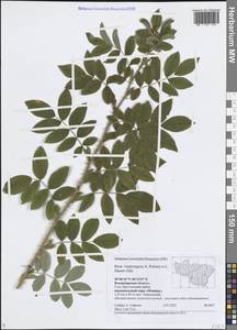 Rosa × majorugosa Palmén & Hämet-Ahti, Восточная Европа, Центральный район (E4) (Россия)