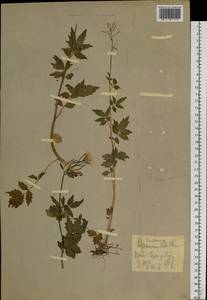 Сердечник крупнолистный Willd., Сибирь, Западная Сибирь (S1) (Россия)