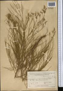 Кермек ушколистный (Schrenk) Kuntze, Средняя Азия и Казахстан, Муюнкумы, Прибалхашье и Бетпак-Дала (M9) (Казахстан)