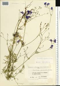 Delphinium consolida subsp. paniculatum (Host) N. Busch, Восточная Европа, Молдавия (E13a) (Молдавия)