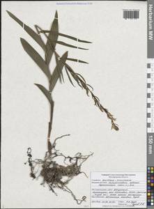 Пыльцеголовник красный (L.) Rich., Восточная Европа, Центральный лесостепной район (E6) (Россия)