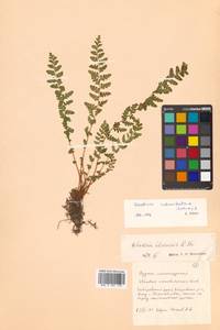 Woodsia ilvensis × polystichoides, Сибирь, Дальний Восток (S6) (Россия)