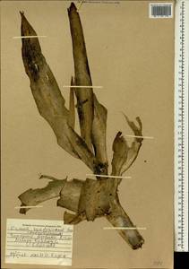 Crinum ornatum (Aiton) Herb., Африка (AFR) (Мали)