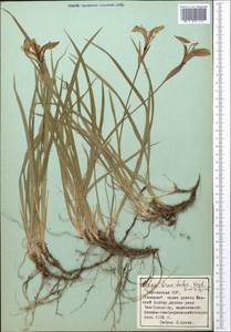 Ирис короткотрубчатый (Maxim.) Doronkin, Средняя Азия и Казахстан, Северный и Центральный Тянь-Шань (M4) (Киргизия)