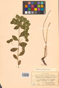 Молочай рощевый Rupr., Сибирь, Дальний Восток (S6) (Россия)