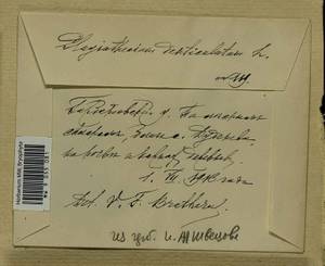 Plagiothecium denticulatum (Hedw.) Schimp., Гербарий мохообразных, Мхи - Центральное Нечерноземье (B6) (Россия)