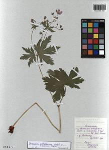 KUZ 000 242, Герань белоцветковая Ledeb., Сибирь, Алтай и Саяны (S2) (Россия)