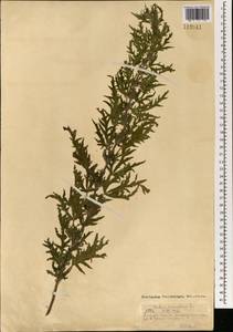 Крапива коноплевая L., Монголия (MONG) (Монголия)