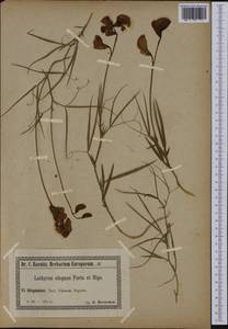 Lathyrus tremolsianus Pau, Западная Европа (EUR) (Испания)
