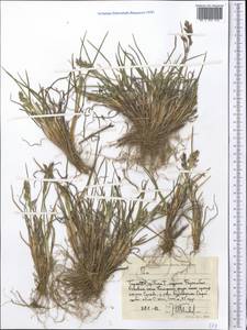 Мятлик, Средняя Азия и Казахстан, Памир и Памиро-Алай (M2) (Таджикистан)