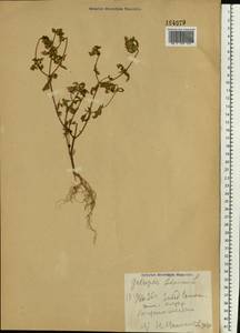 Пикульник ладанниковый L., Восточная Европа, Восточный район (E10) (Россия)