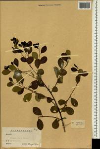 Flueggea virosa (Roxb. ex Willd.) Royle, Зарубежная Азия (ASIA) (КНР)