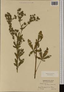 Лапчатка прямая неясная (Willd.) Arcang., Западная Европа (EUR) (Германия)