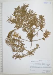 Тис остроконечный, Тисс остроконечный Siebold & Zucc., Сибирь, Дальний Восток (S6) (Россия)