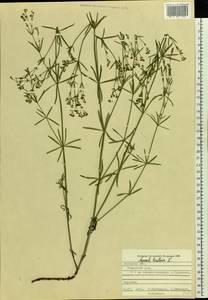 Cynanchica tinctoria (L.) Fourr., Восточная Европа, Центральный лесостепной район (E6) (Россия)